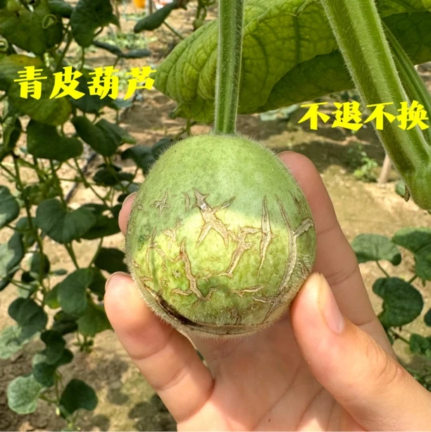 青皮葫芦不保成看好下单～直播专用链接（具体以直播间为主)