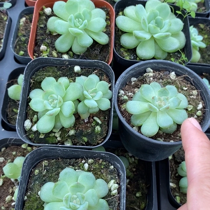 上盆琴心一个量拍