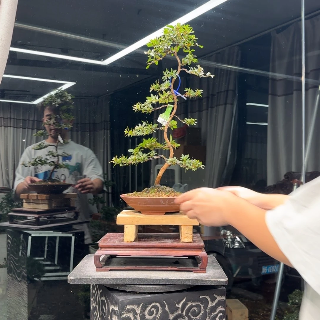 往***风无花朵花卉苗木1552