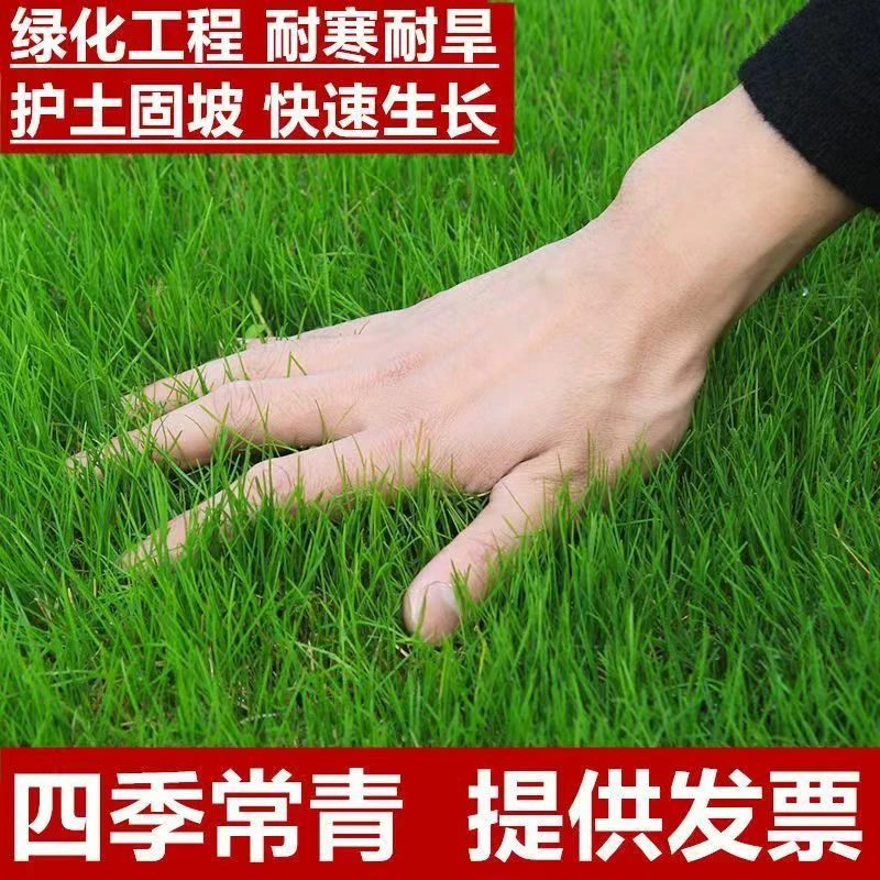 （草坪草籽） 野花组合 波斯菊 太阳花 工程绿化 定制链接