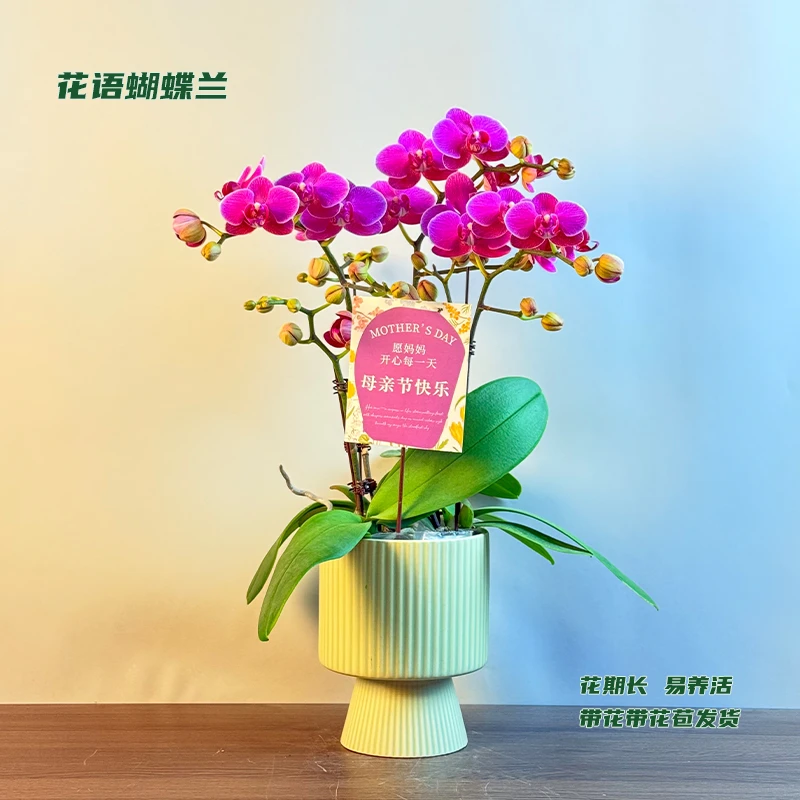 蝴蝶兰【梦叶萝丽】 带花带花苞发货 室内客厅阳台花卉 好养易活