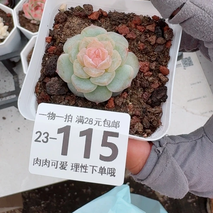 优选珍妮无盆土发货无盆土