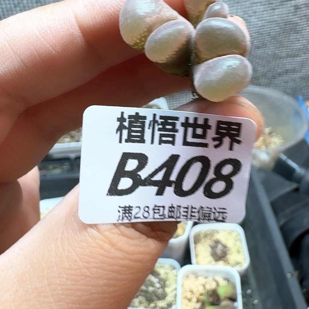 多肉W多肉植物哇d t