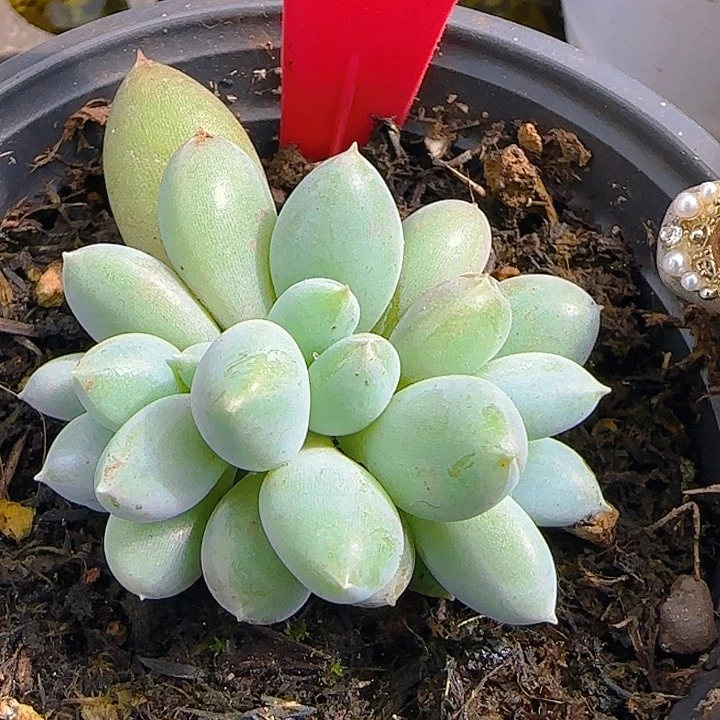 哥特萝莉多肉植物1761一物一一拍胖体