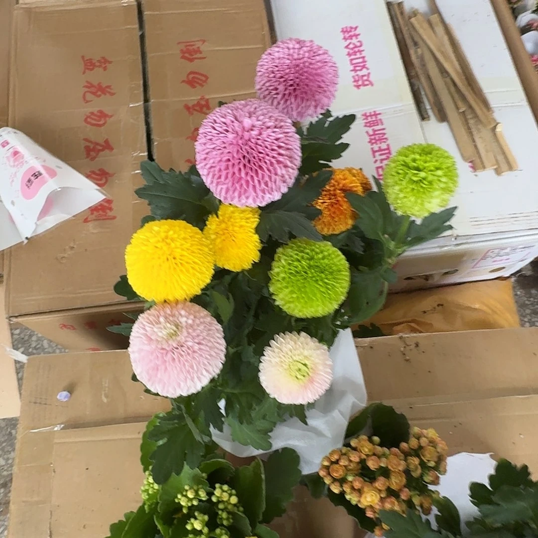 完全开放乒乓菊耐热耐寒的