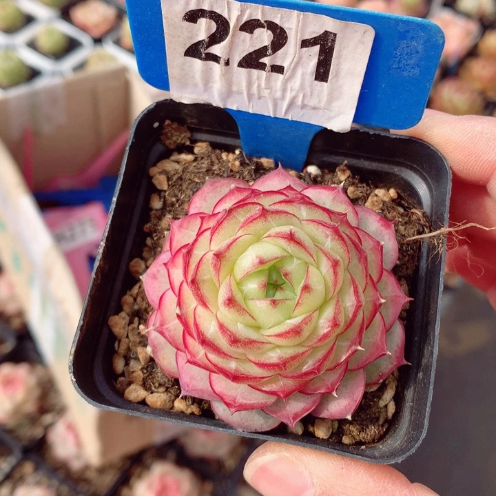 ?****a女王珍妮6cm多肉植物