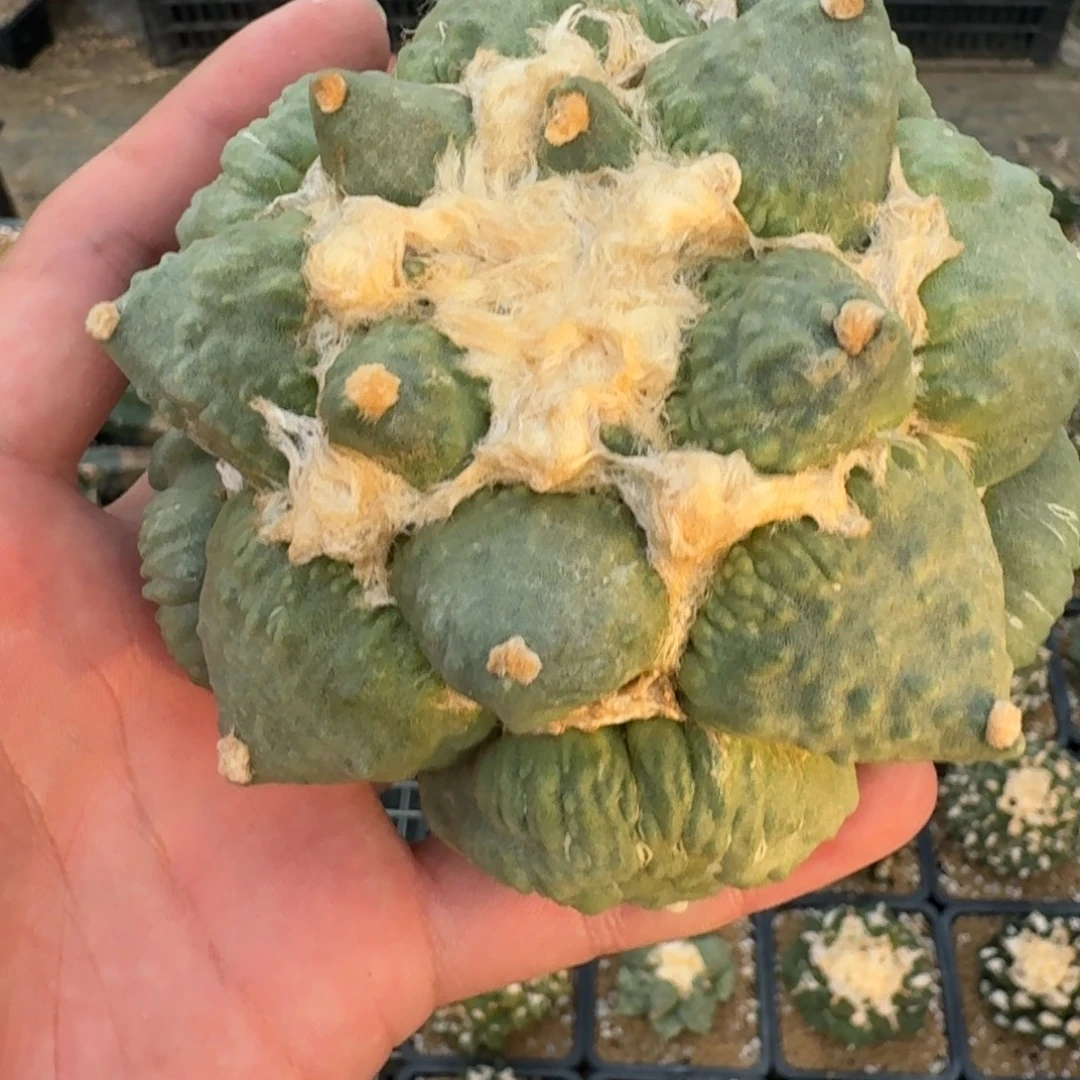 虾***仁仙人球开花一个福利品