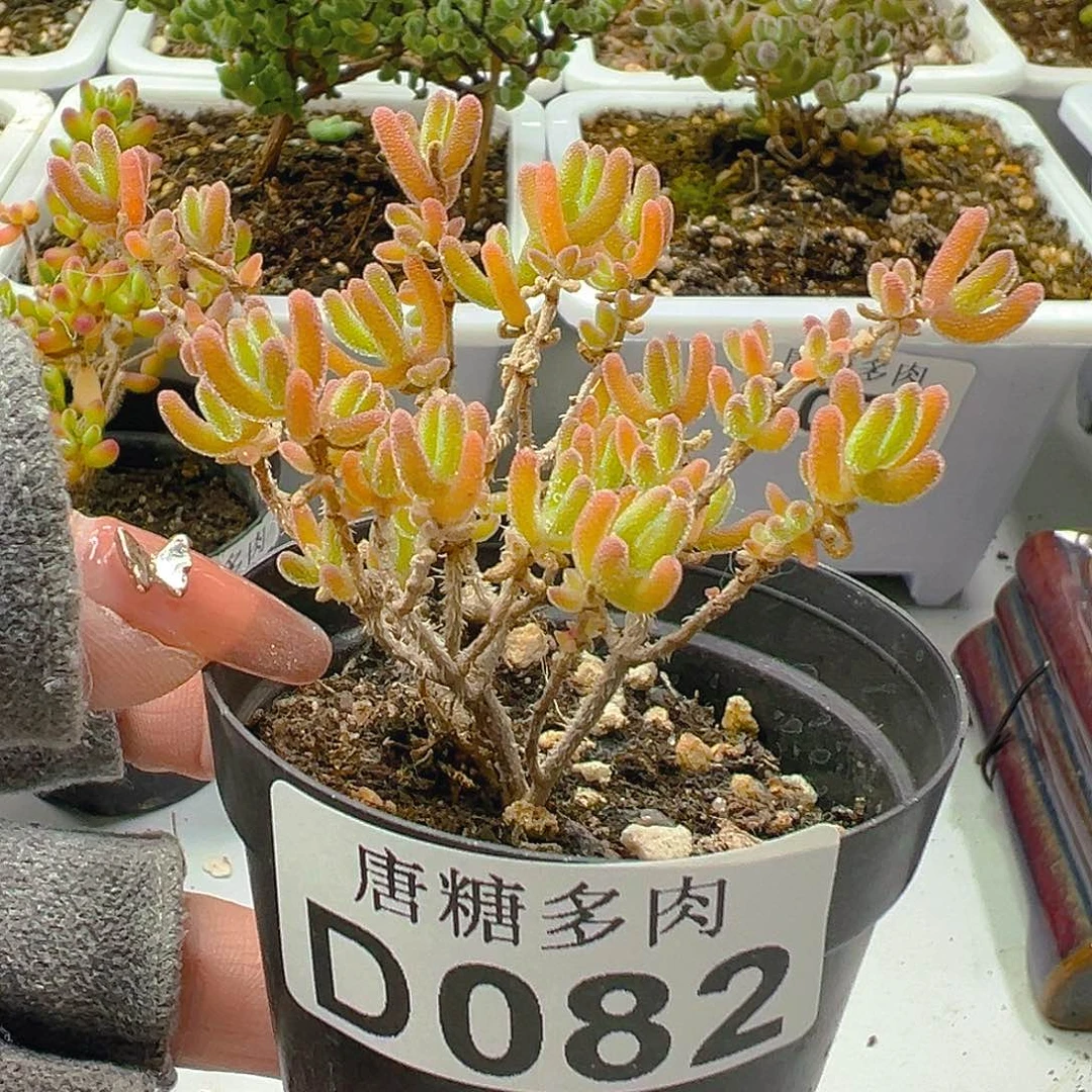 冰橙082。