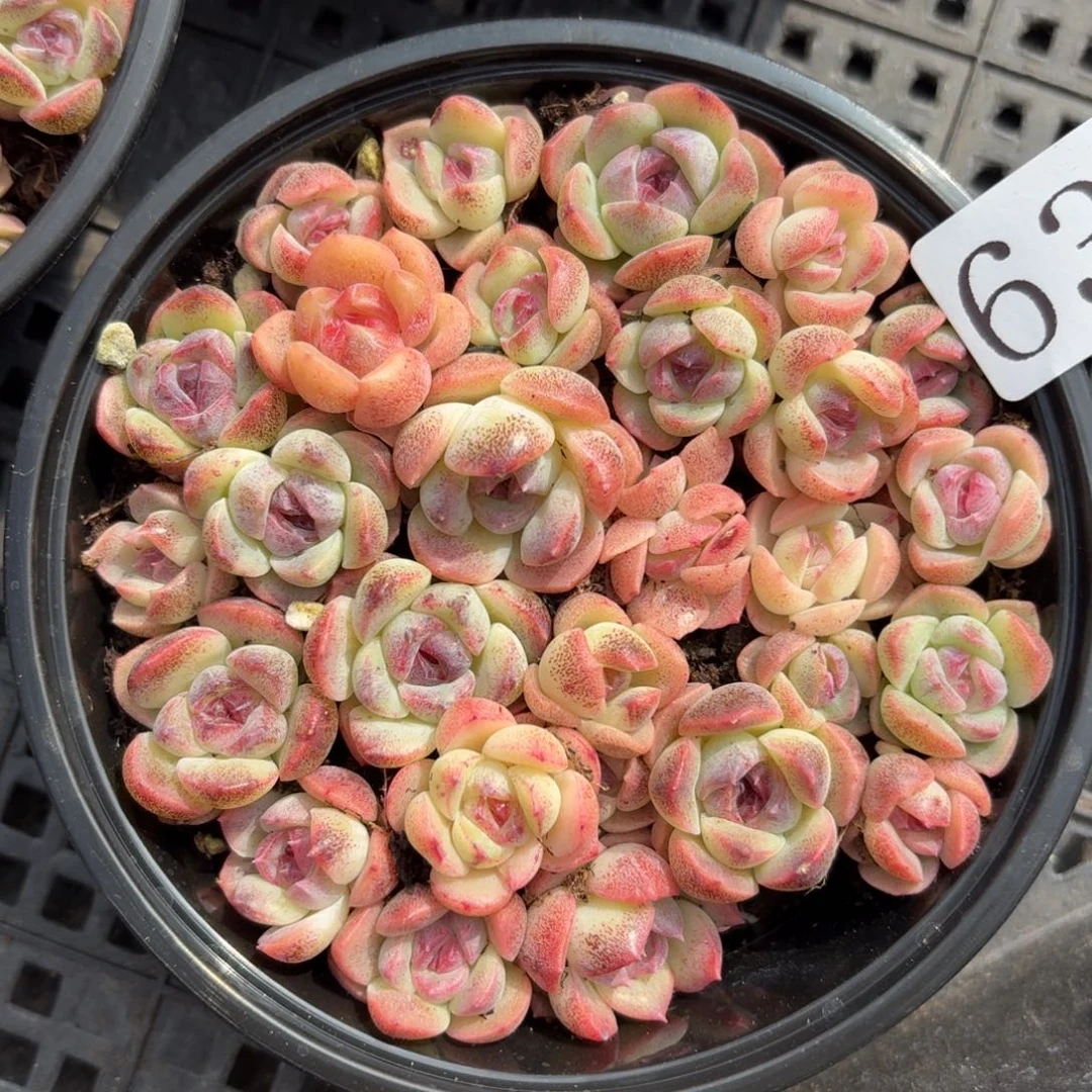 多肉植物多肉植物637