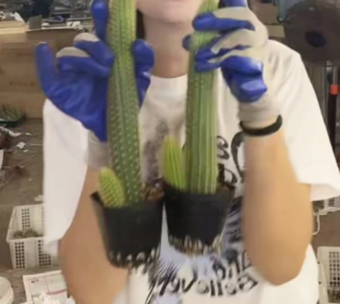 二妹园艺【 2棵 带仔大双色金妞 自根】脱土随机发货