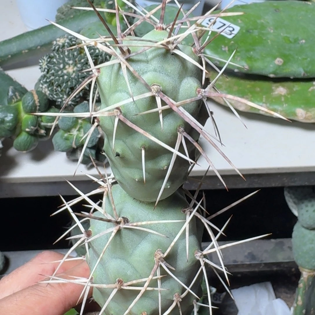 【闪购商品】无花朵双头枪舞者带掌发