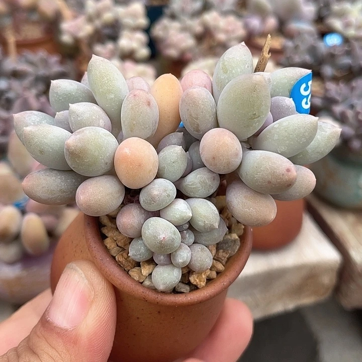 溜溜球 带盆发货 4口盆