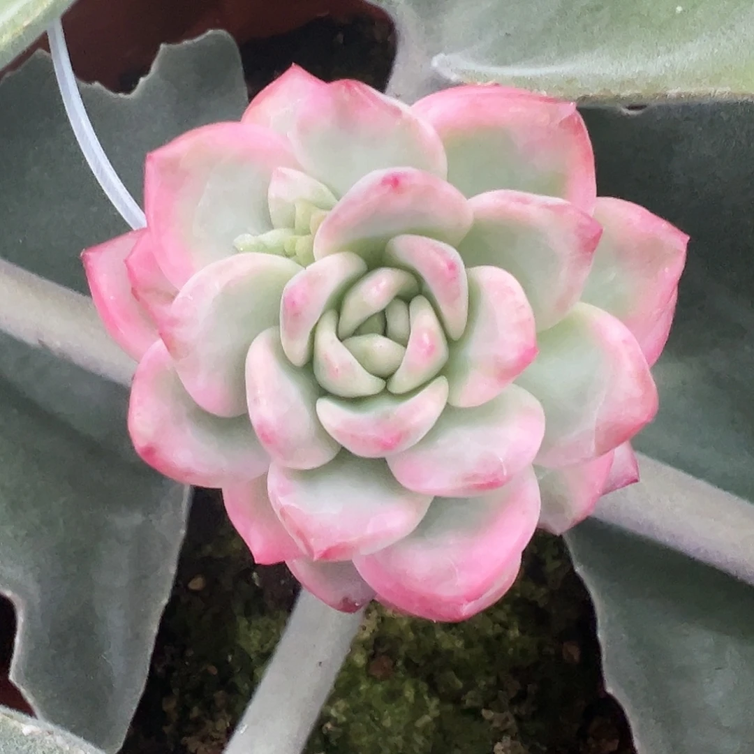 冰月亮锦嫁接多肉植物