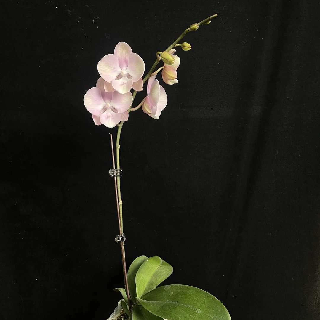 【威尼斯】蝴蝶兰 粉紫色兰花盆栽开花株 四季好养护绿植叶片