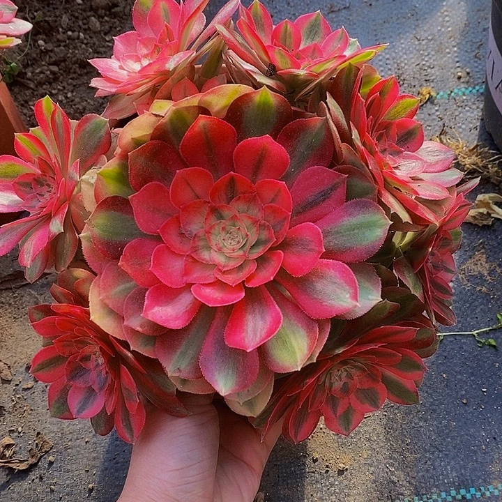 多肉植物保护研究所
