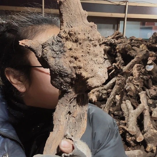 香榧木执*拗火琉璃的毛料摆件