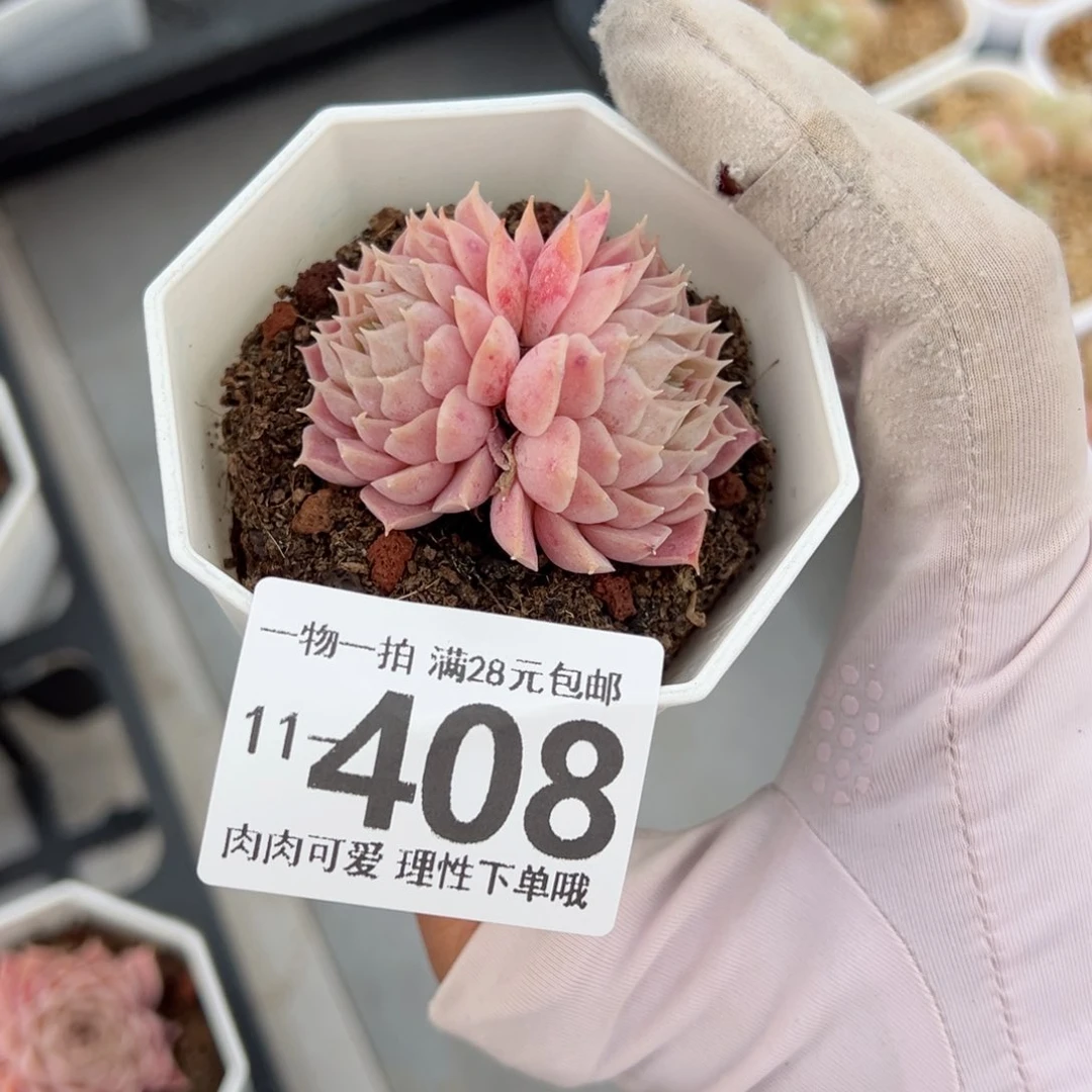 朱砂痣多肉多肉多肉多肉多肉