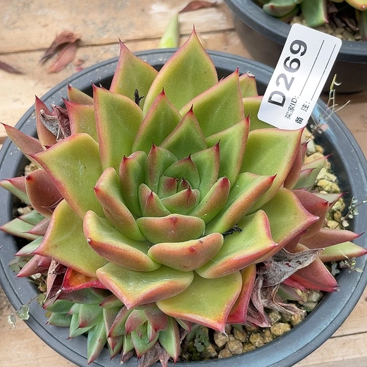 若如东云单拍D269