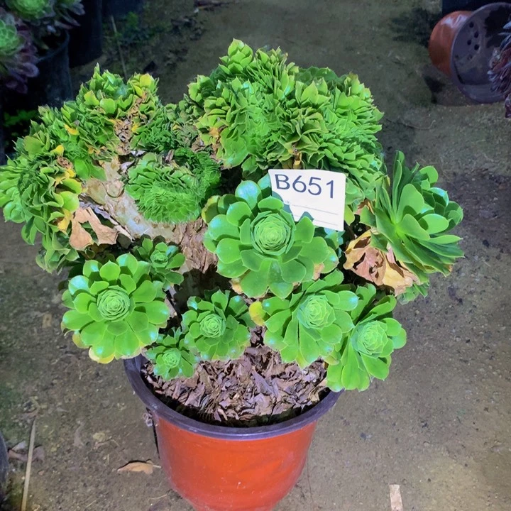 无花朵罗*绿651000000000000