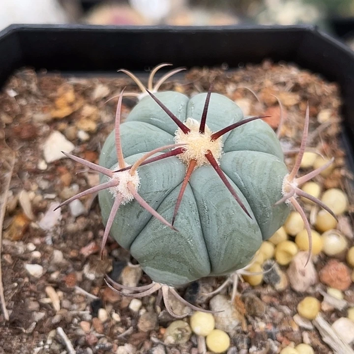 平丸实生仙人球