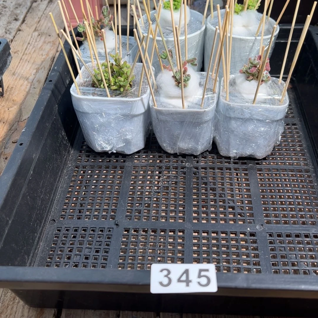 枝干番杏多肉植物345