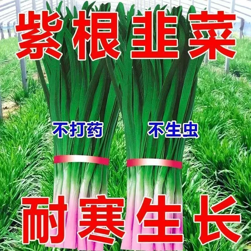 紫根韭菜种子大叶耐热耐寒高产宽叶韭菜籽韭菜种籽紫根红根宽叶