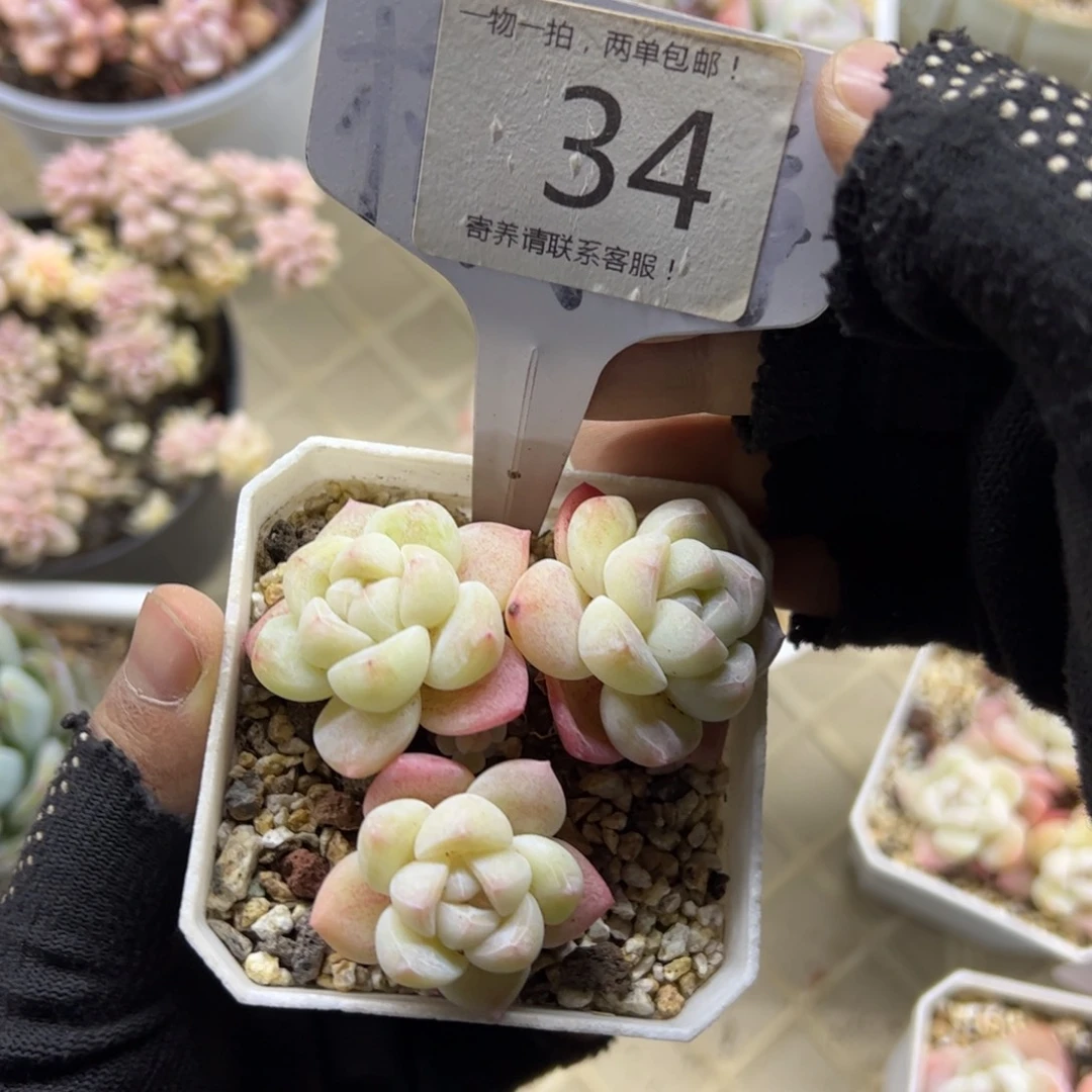 红陶34号多肉植物