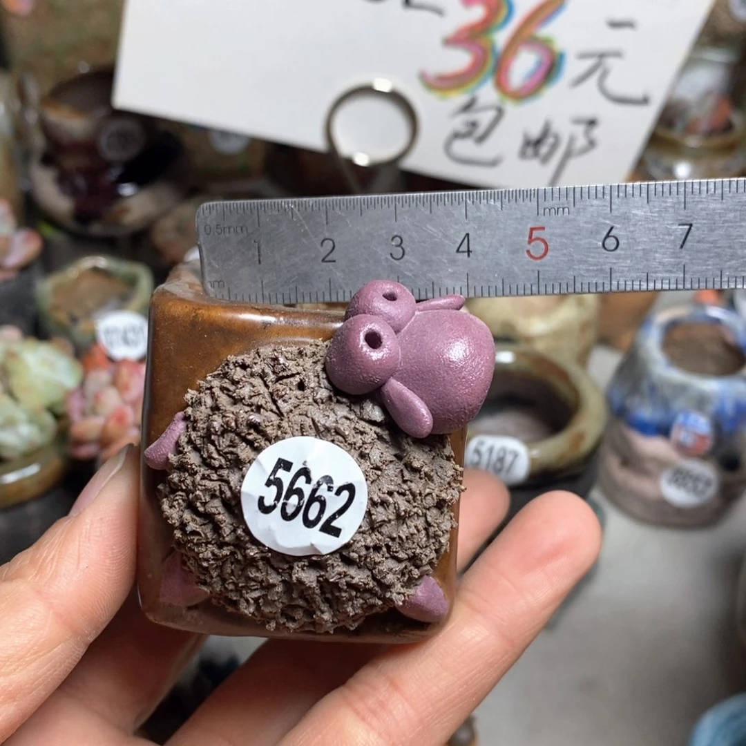 花盆处理的不退不换的
