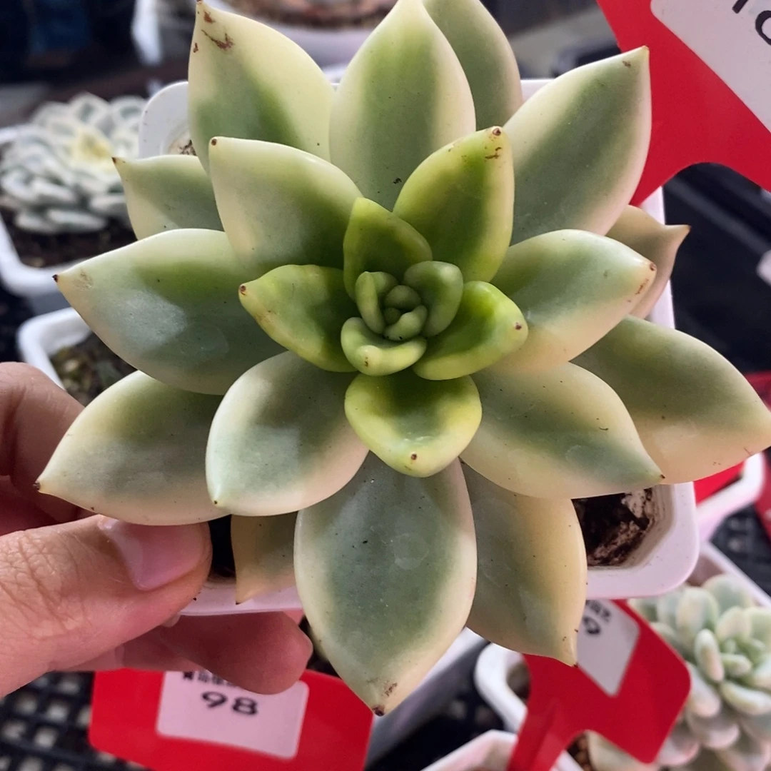祝之松锦多肉植物