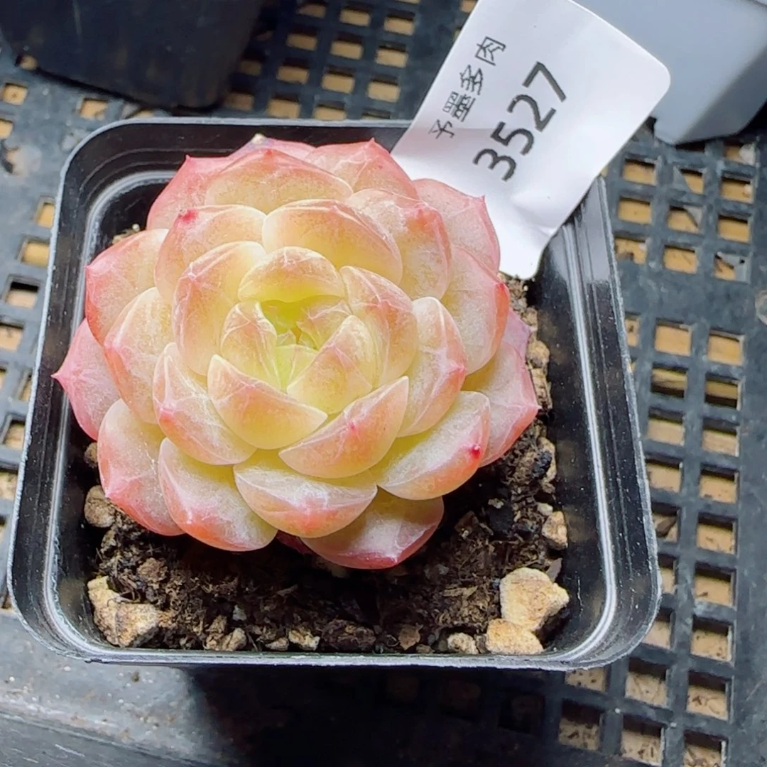 无尽灯，3527多肉植物