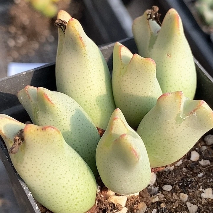 18660皮卡丘一颗