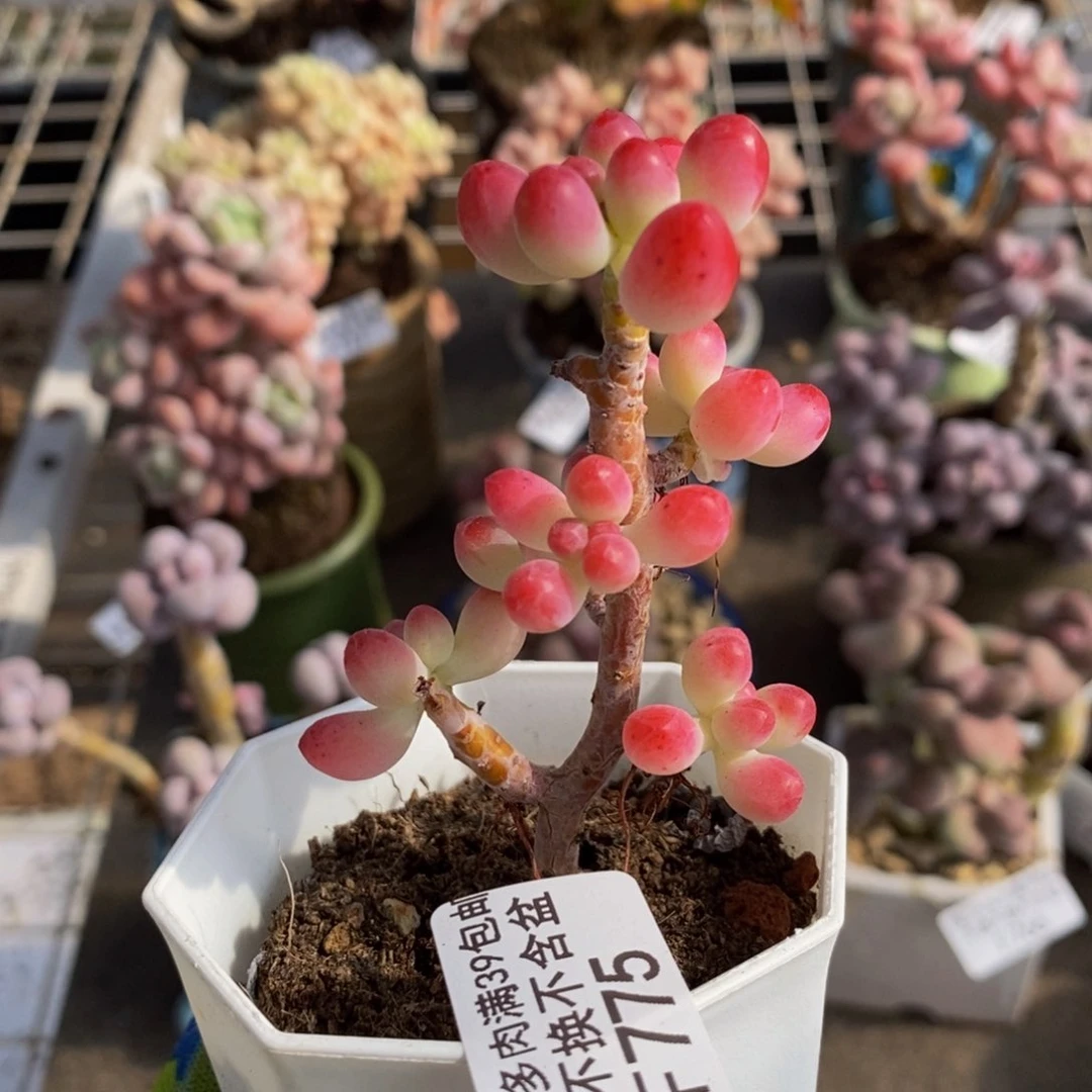 乙女心775/3cm多肉