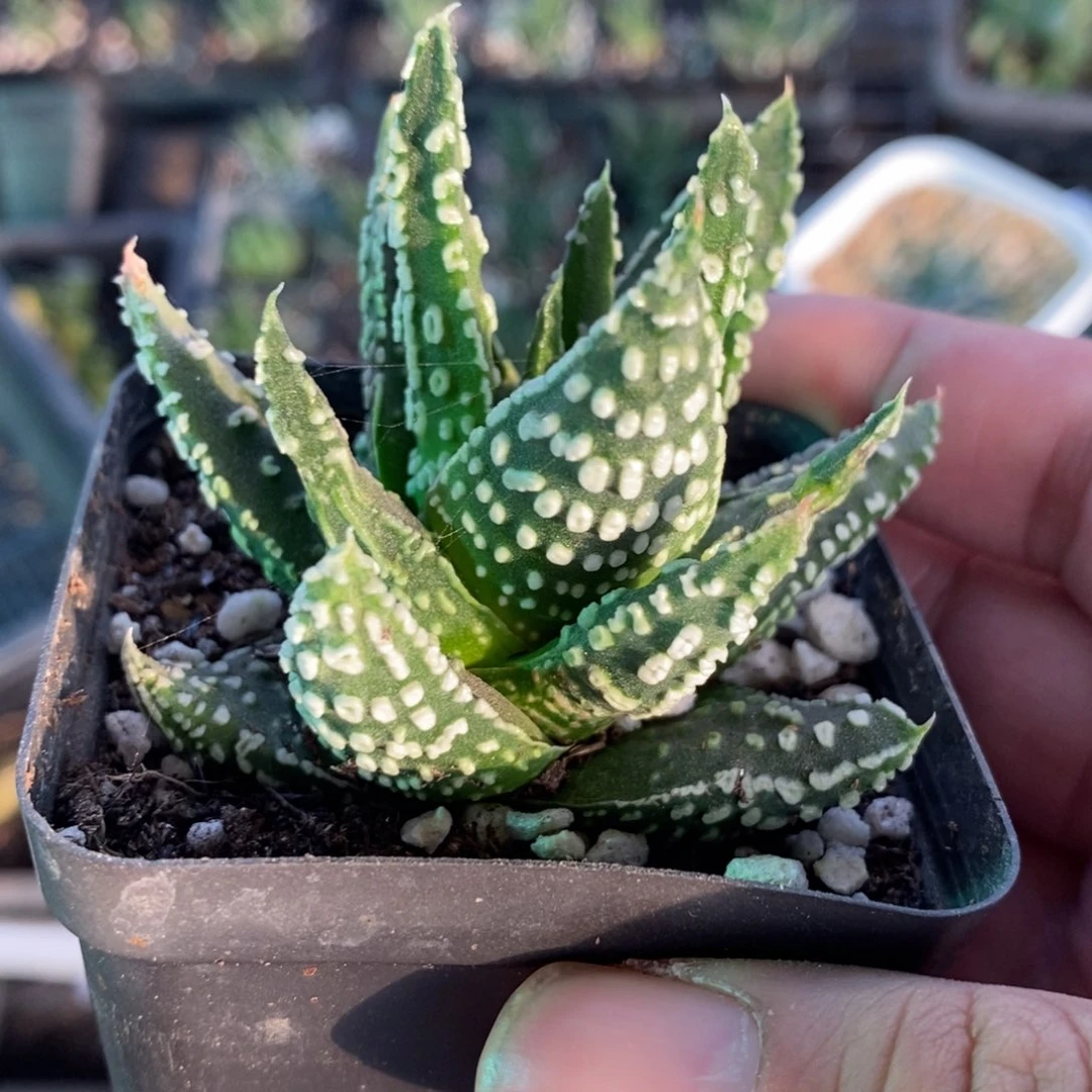 泪珠硬叶一颗 元旦福利