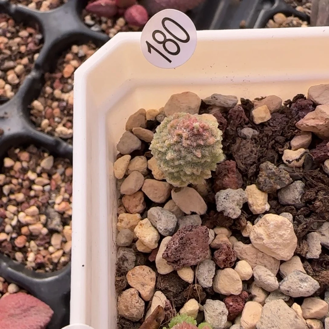 宸*绿幽灵水泡多肉植物180
