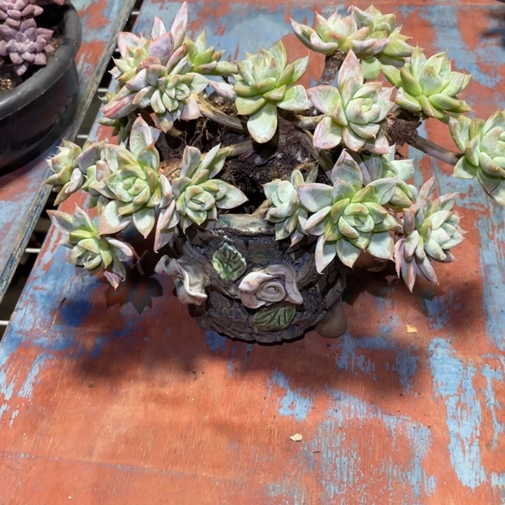 心***琴艾莎公主一物一拍