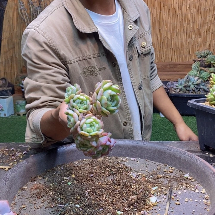 泡***！259号白胖子多肉植物
