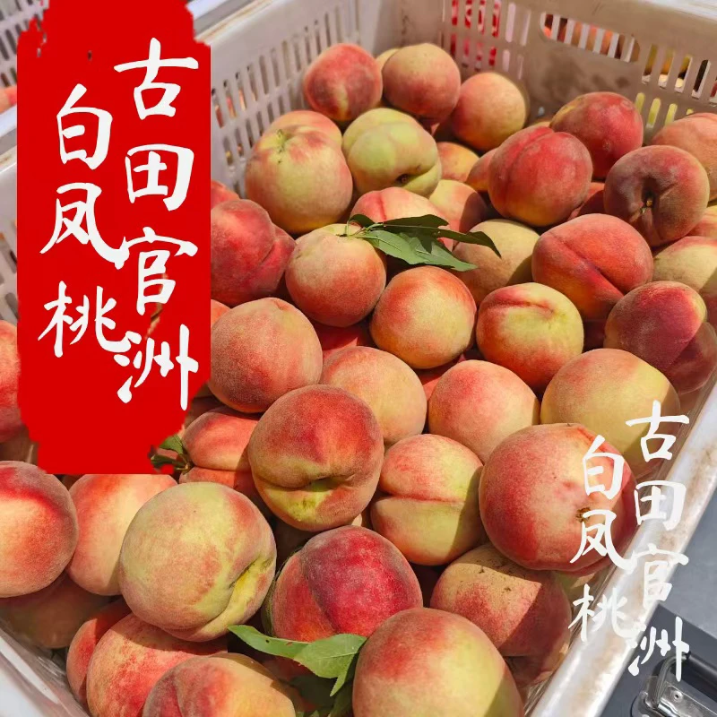 【古田官洲白凤桃】古田水蜜桃新鲜现摘脆甜可口软糯香甜顺丰包邮