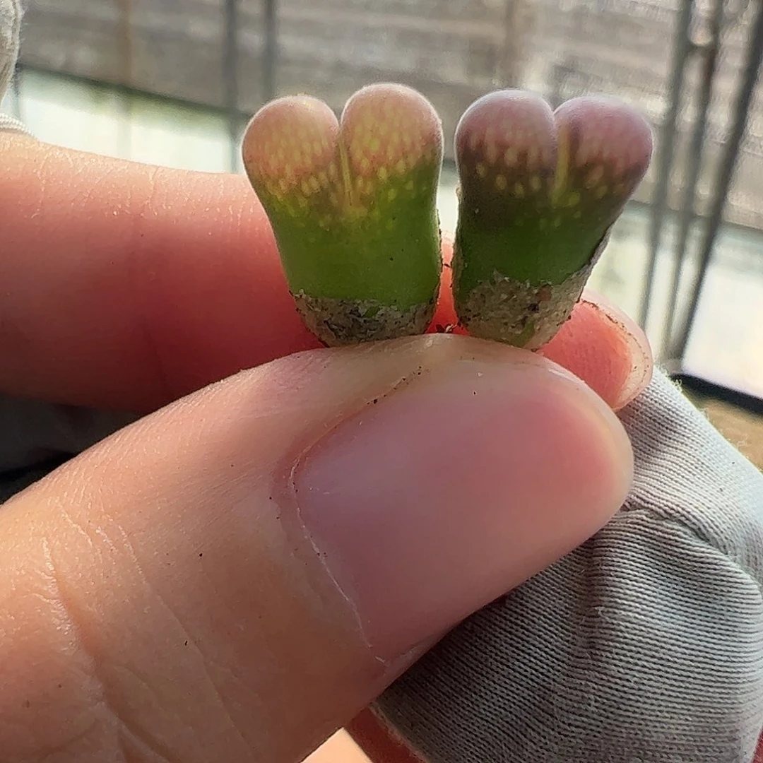 0000842量拍正版PV1089鲑鱼粉风铃1颗