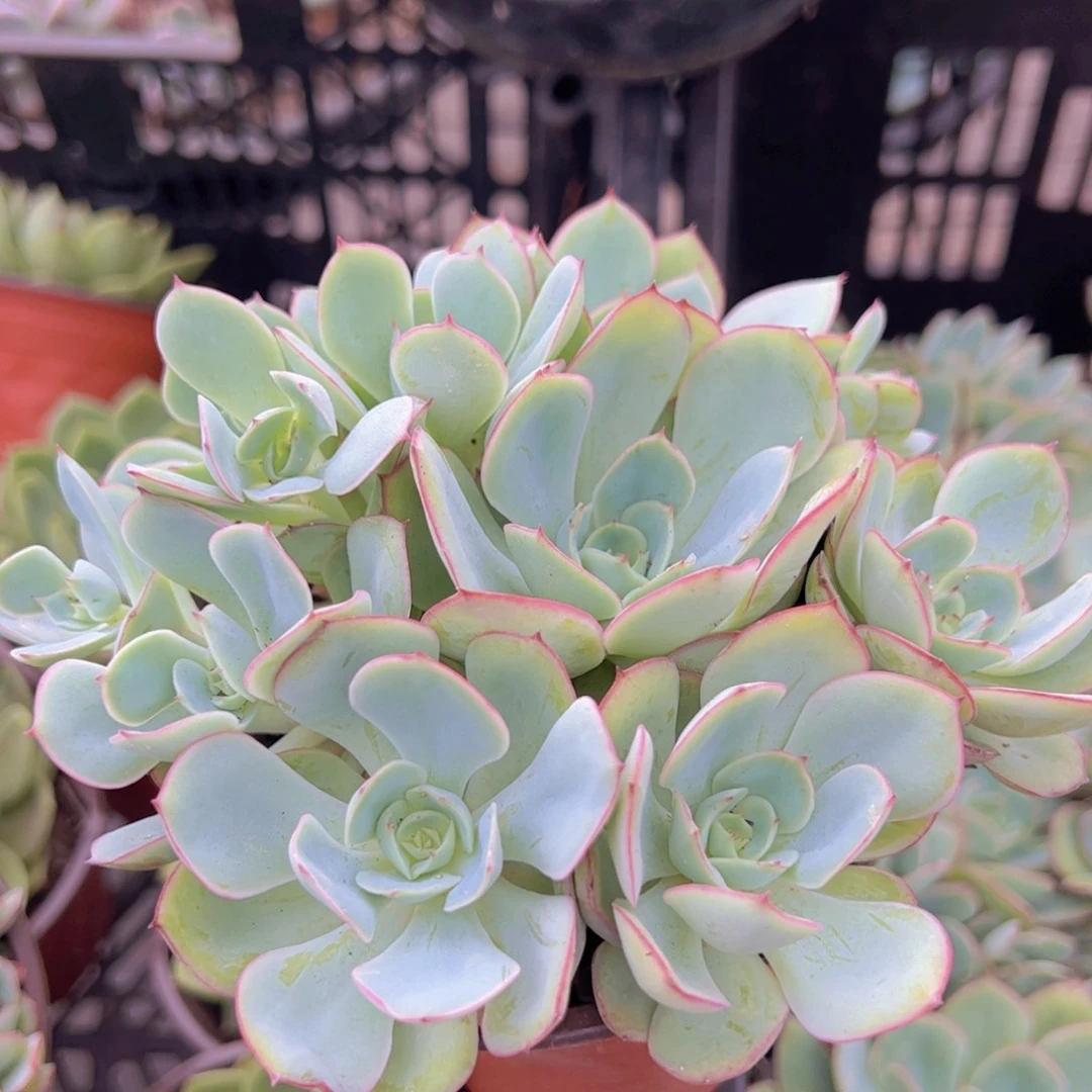 牡丹亭多头群生老桩