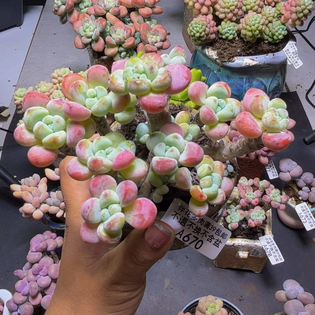 白罗琦670/9cm多肉