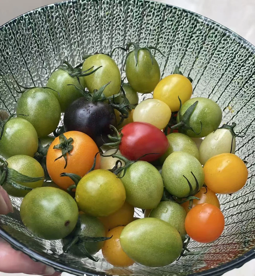 现摘新鲜混装 番茄 酸甜西红柿七彩多色圣女多彩混合 水果