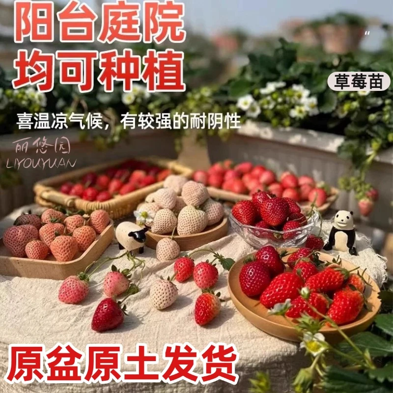 丽悠园草莓苗原盆原土阳台室外小院栽种食用结果盆栽苗