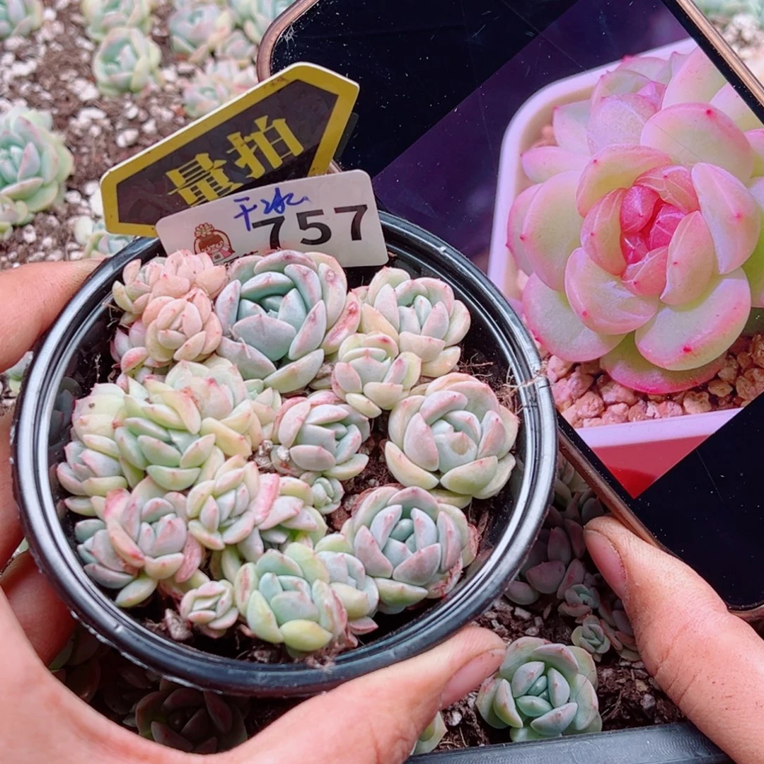 多肉植物多肉植物