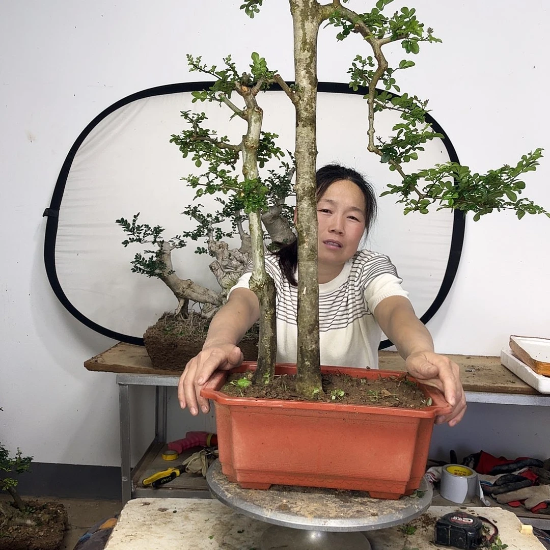 佳***T对节白蜡2222222222233