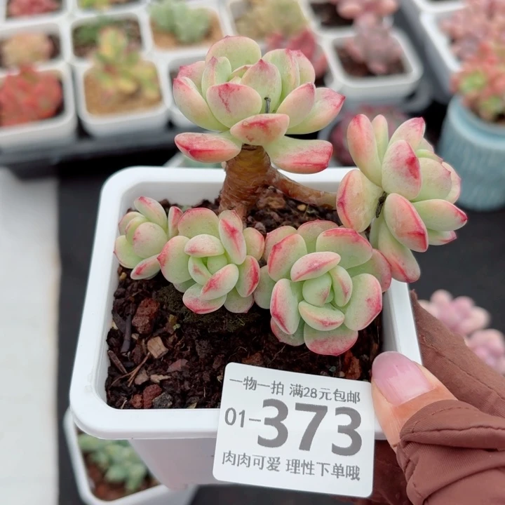 白底香草无盆土发货多肉多肉无