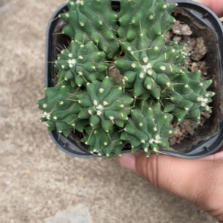沙***主567多头帝冠仙人球植物