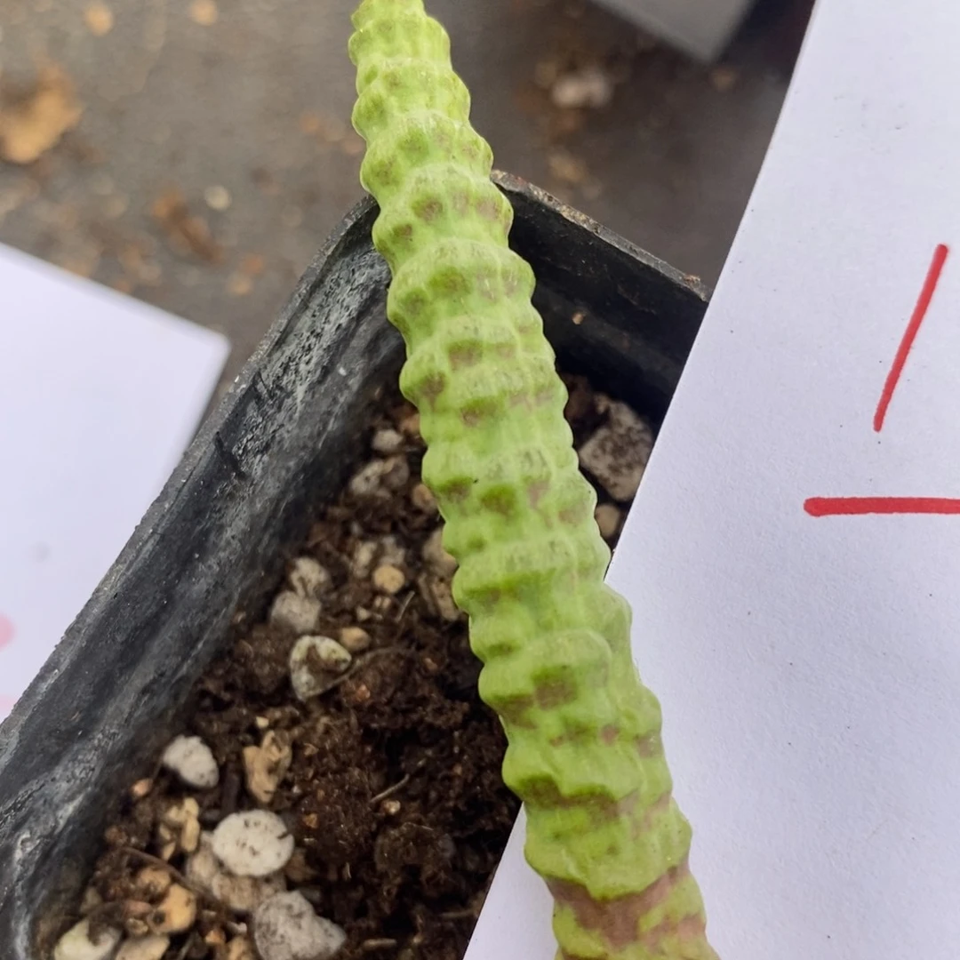 1312环尾狐猴一颗