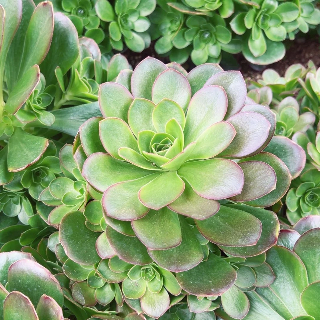 魅金玫瑰多肉植物手捧