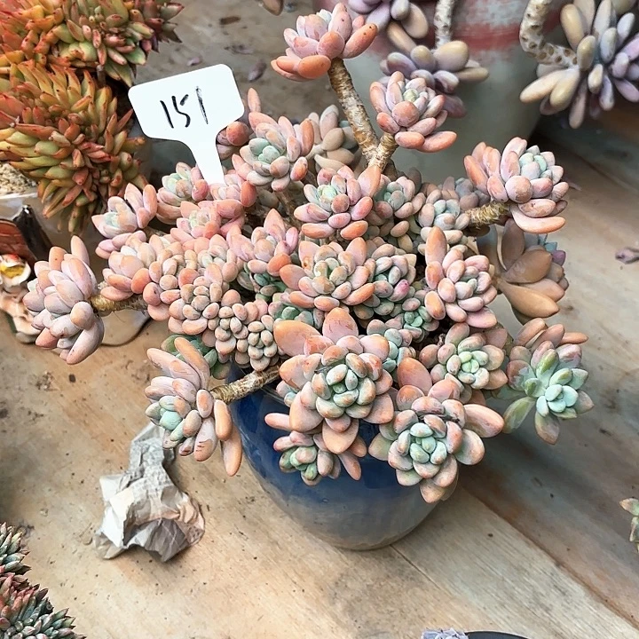 多肉植物，落神151号