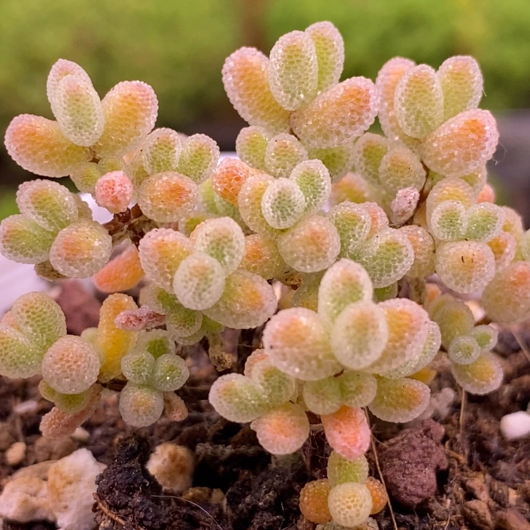 芜***白无花朵209。